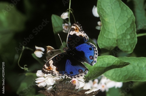 Blue Pansy (Precis orithya wallacei), Malaysia, Asia photo