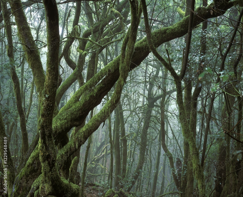 Naklejka premium Garajonay National Park laurisilva - La Gomera Canary Islands Spain