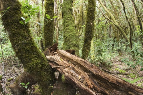 Garajonay National Park laurisilva - La Gomera photo