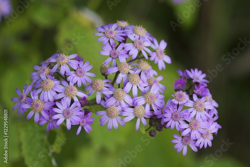 Cineraria - Pericallis steetzii - syn Senecio steezii - La Gomera photo