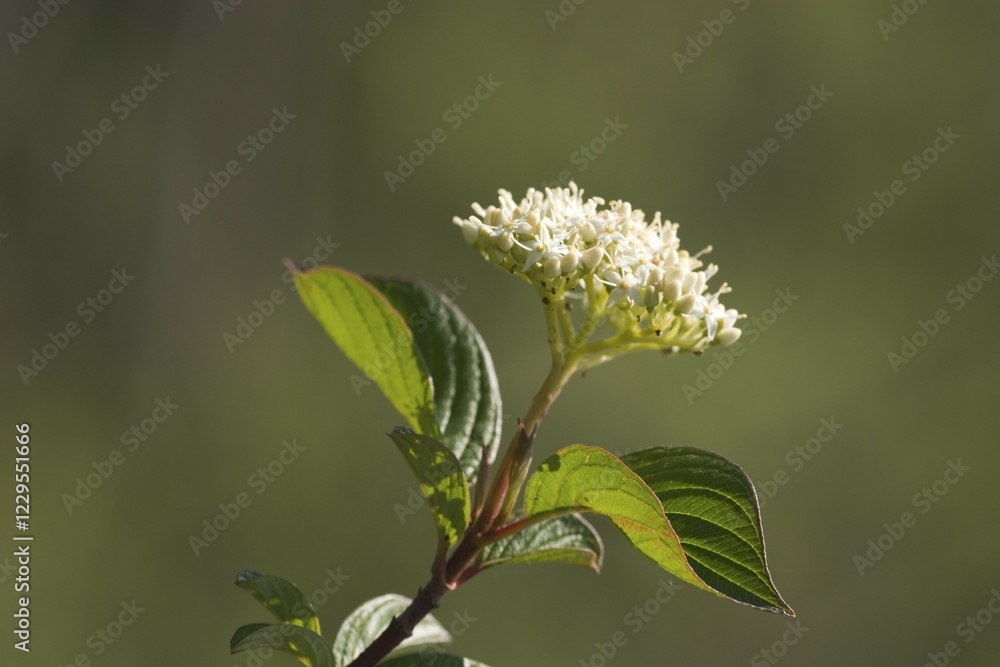 Bloodtwig dogwood - Cornus sanguinea - Germany Bloodtwig dogwood - Cornus sanguinea - Germany