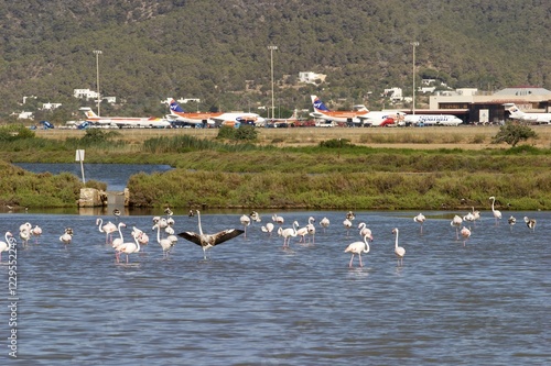 Flamingos in the saline near the airport of Ibiza photo