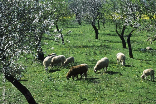 Mallorca sheep and almond blossom photo