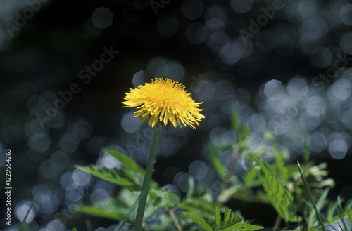 Common dandelion Taraxacum officinale Germany photo