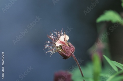 Water Avens purple avens Geum rivale Germany photo