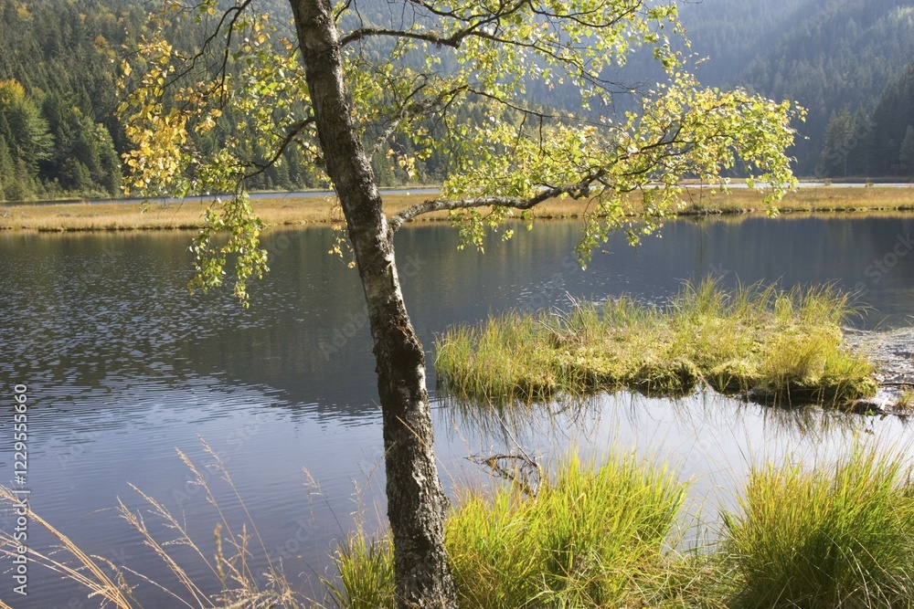 Fototapeta premium Kleiner Arbersee lake Bavarian Forest Germany