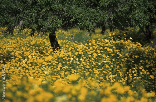 Crown daisy (Chrysanthemum coronarium) , flower meadow, Mallorca photo