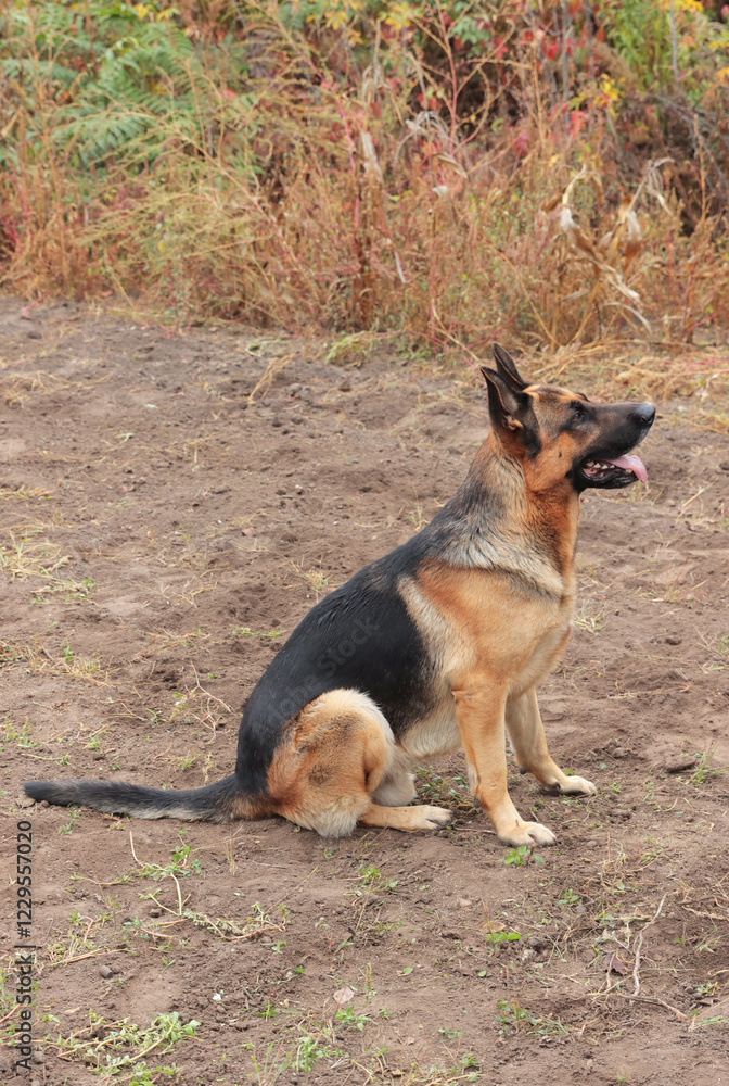 Beautiful black and red male German Shepherd in nature. Training of large breed dogs. Beautiful black and red male German Shepherd in nature. Training of large breed dogs.