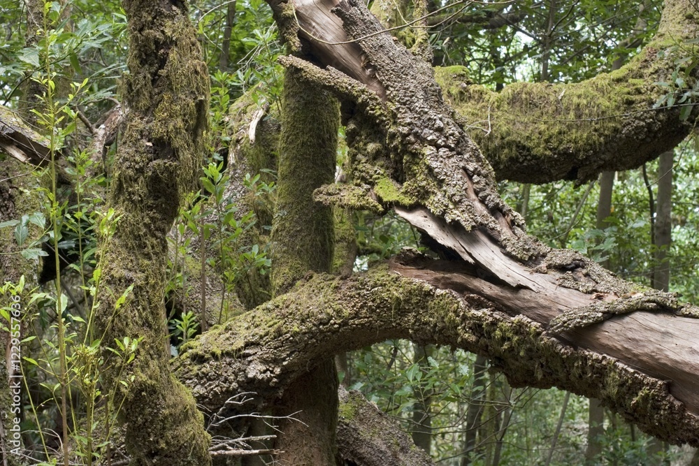Laurel forest National park Garajonay La Gomera Canary Islands Laurel forest National park Garajonay La Gomera Canary Islands