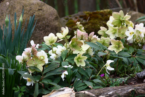 Cloudy morning of the beginning of spring. Leaves and white flowers of a helleborus against the background of several large stones.