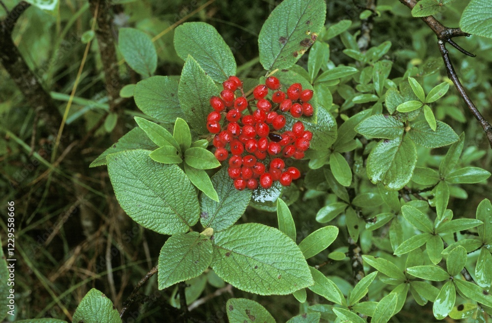 Berries of Wayfaringtree Viburnum lantana Germany Berries of Wayfaringtree Viburnum lantana Germany