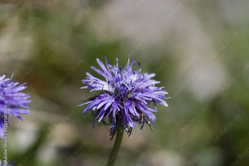 Globe Daisy Globularia sp Tyrol Austria Globe Daisy Globularia sp Tyrol Austria