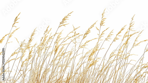 Dry Grass Swaying Gently Ag...
