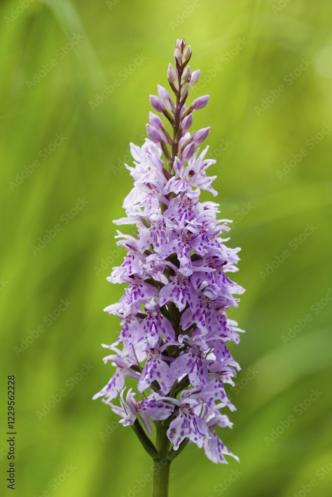 Obraz premium Common spotted orchid Dactylorhiza maculata = fuchsii - Germany