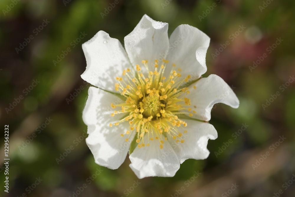 Obraz premium Mountain Avens Dryas octopetala Germany