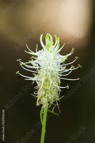 Spiked horned rampion Phyteuma spicatum Germany photo