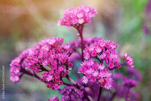 Tableau sur toile Blooming pink sedum in a flower bed in the garden.