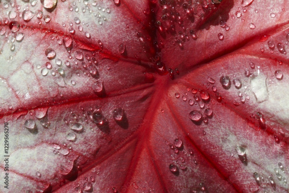 Fototapeta premium Red-and-white leaf covered in water droplets