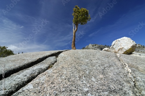 Lone Bristlecone Pine (Pinus longaeva) growing between granite rocks at Olmsted Point, Yosemite National Park, California, USA, North America photo