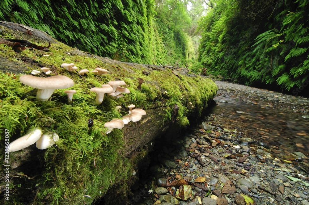 Fototapeta premium Mushrooms on a tree stump in Fern Canyon, Redwood National Park, California, USA, North America