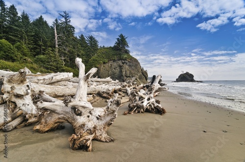 Tree trunks on the beach, washed ashore, Olympic National Park, Washington, USA, North America photo