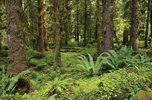 Ferns and lichens, Olympic National Park, Washington, USA, North America photo