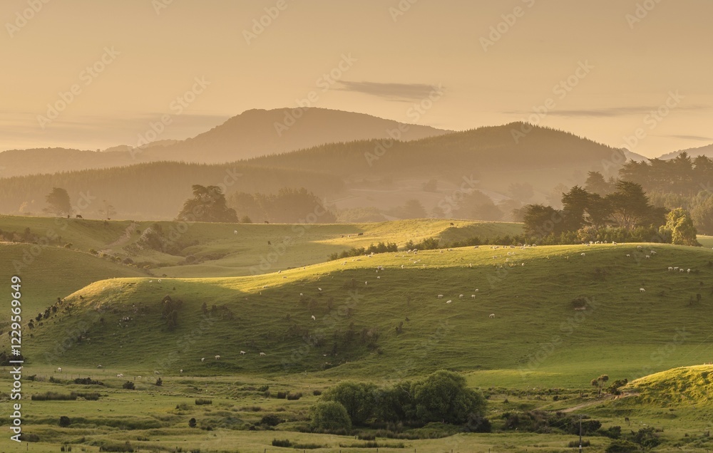 Hilly landscape at the Catlins, South Island, New Zealand, Oceania Hilly landscape at the Catlins, South Island, New Zealand, Oceania