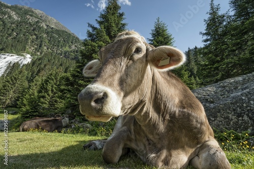 Tyrolean Brown Cattle, cow without horns ruminating, Grawa Alm, mountain pasture, Stubai Valley, Tyrol, Austria, Europe photo