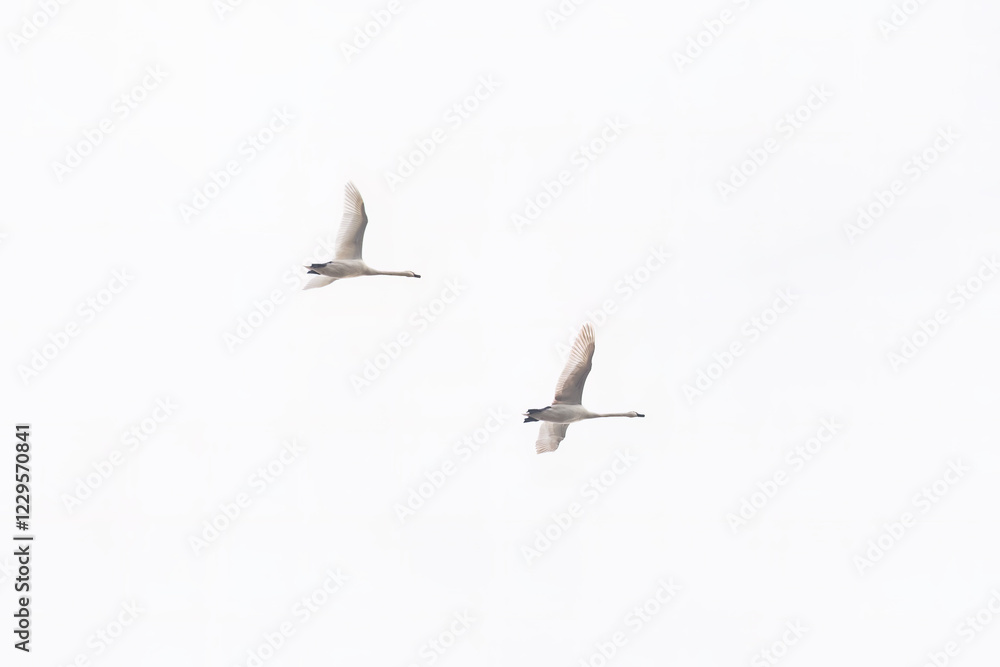 Fototapeta premium Two mute swans (Cygnus olor) gracefully soaring in the sky. Elegant symmetry, soft lighting, and minimalistic composition highlight their beauty.
