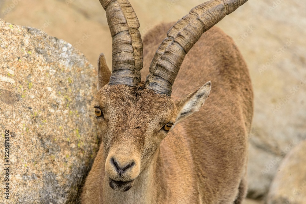 Wild ibex with impressive horns in rocky terrain. Wild ibex with impressive horns in rocky terrain.