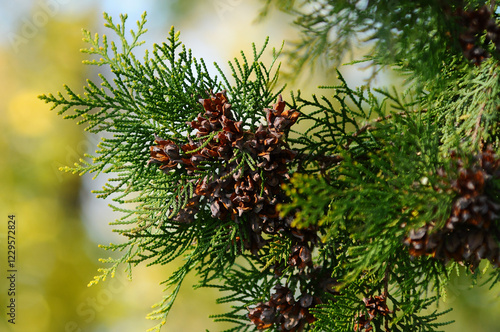 Jute branches