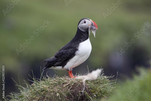 Puffin (Fratercula arctica) with sand eels in beak, Papey island, Iceland, Europe photo