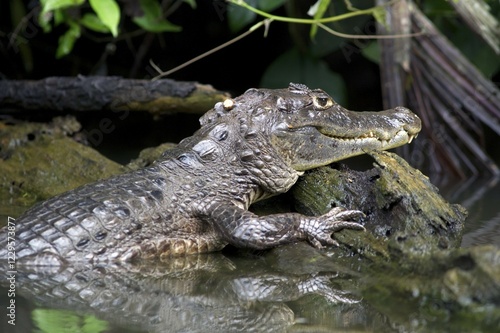 Spectacled caiman or white caiman (Caiman crocodilus), Tortuguero, Tortuguero National Park, Limon, Costa Rica, Central America photo