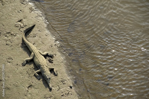 American crocodile (Crocodylus acutus), Tarcoles, Parque Nacional Carara National Park, Costa Rica, Central America photo