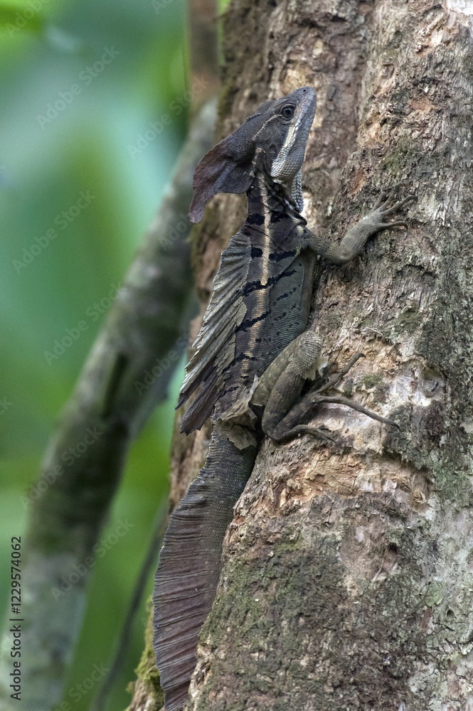 Obraz premium Brown Basilisk or Striped Basilisk (Basiliscus vittatus), Sierpe, Puntarenas Province, Costa Rica, Central America