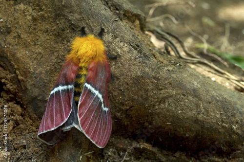 Hemileucine Giant Silkmoth (Pseudodirphia menander), Monteverde, Puntarenas Province, Costa Rica, Central America photo