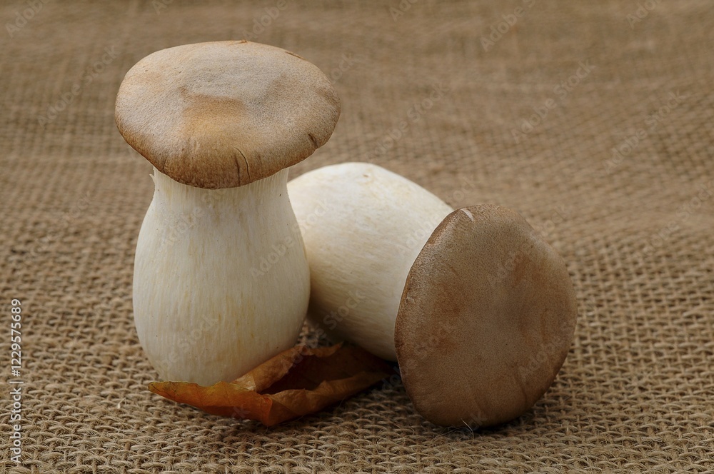 Two French horn mushrooms (Pleurotus eryngii) Two French horn mushrooms (Pleurotus eryngii)