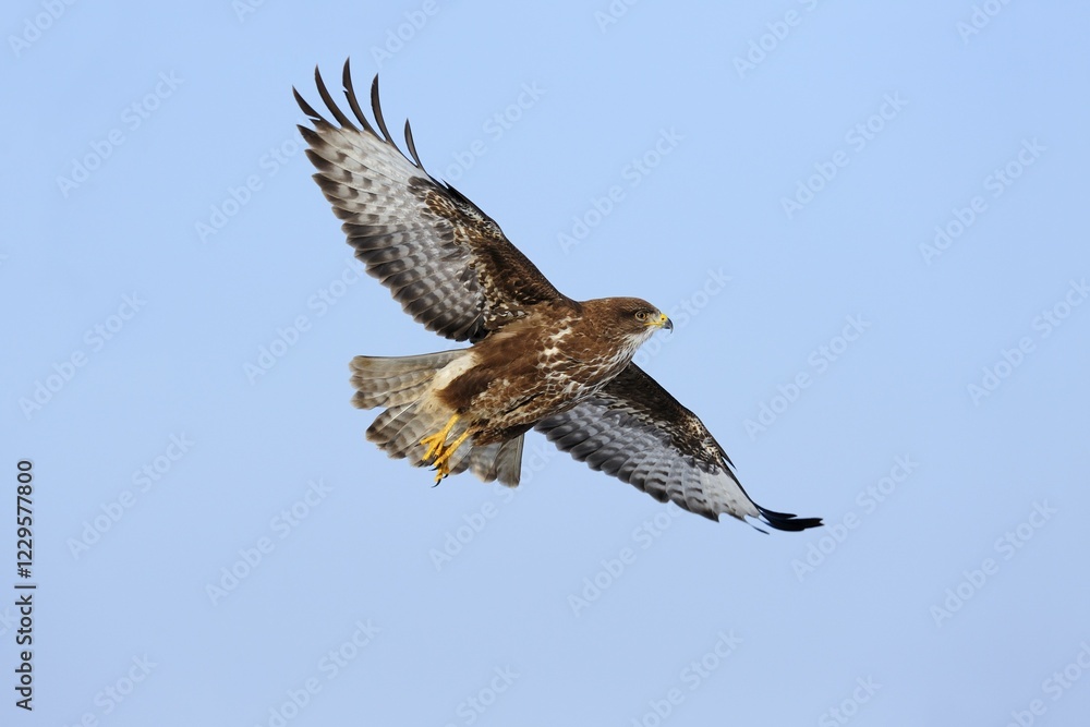 Common Buzzard (Buteo buteo) in flight, Swabian Alb biosphere reserve, Baden-Württemberg, Germany, Europe Common Buzzard (Buteo buteo) in flight, Swabian Alb biosphere reserve, Baden-Württemberg, Germany, Europe