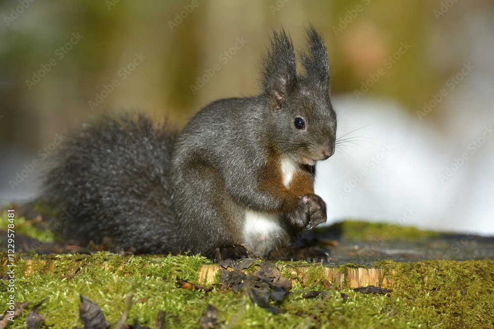 Red Squirrel (Sciurus vulgaris), black morph, perched on a tree stump, Fischen, Allgäu, Bavaria, Germany, Europe Red Squirrel (Sciurus vulgaris), black morph, perched on a tree stump, Fischen, Allgäu, Bavaria, Germany, Europe
