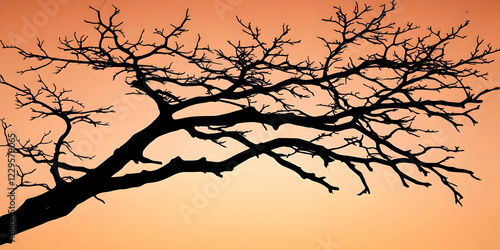 Silhouetted Bare Tree Branc...