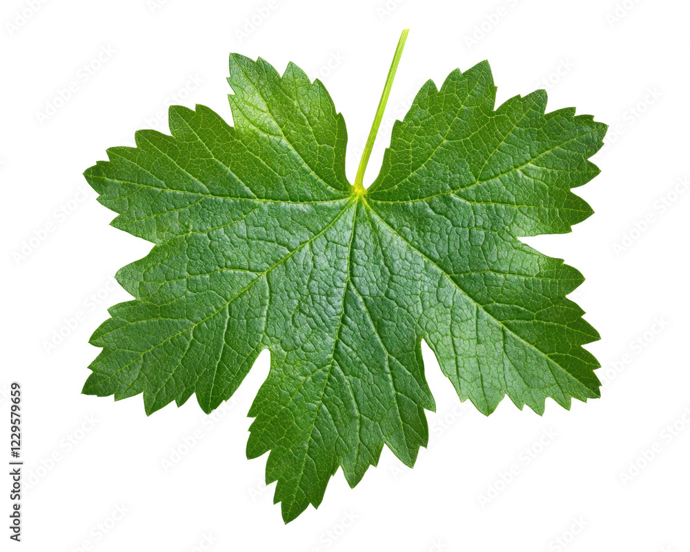 A vibrant green leaf showcasing its detailed texture and shape. A vibrant green leaf showcasing its detailed texture and shape.