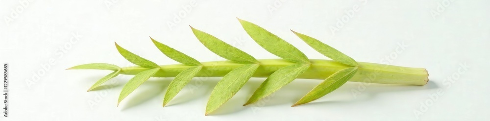 Single pineapple leaf unfolding its tender tips on a pristine white surface, white, botanical Single pineapple leaf unfolding its tender tips on a pristine white surface, white, botanical