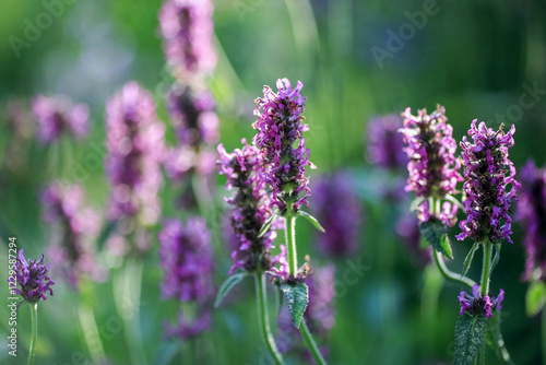 Blooming medical plant Betony (Stachys Officinalis)