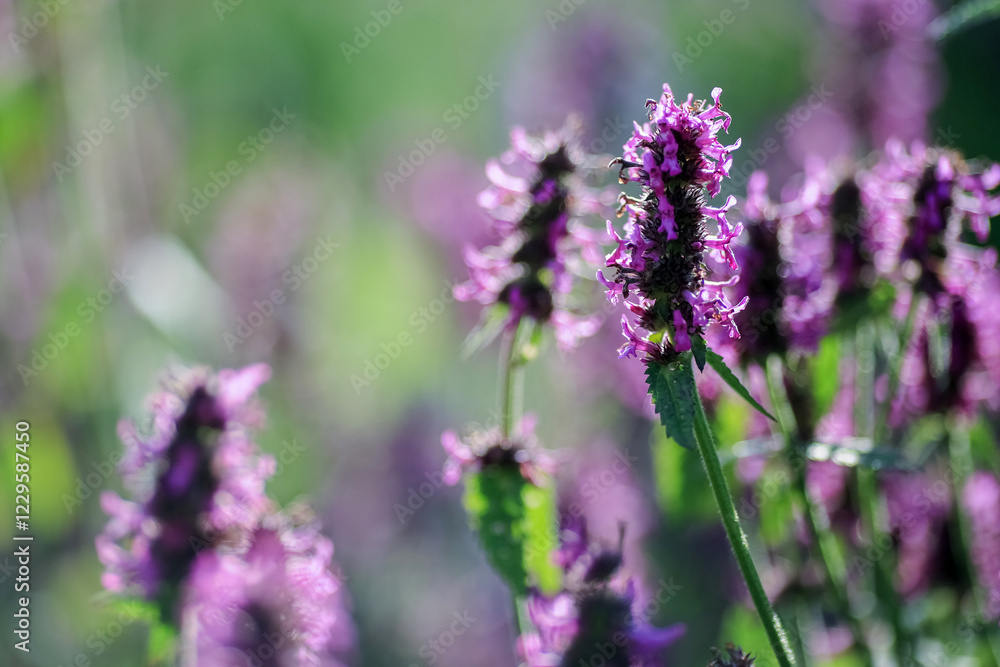 Blooming medical plant Betony (Stachys Officinalis) Blooming medical plant Betony (Stachys Officinalis)