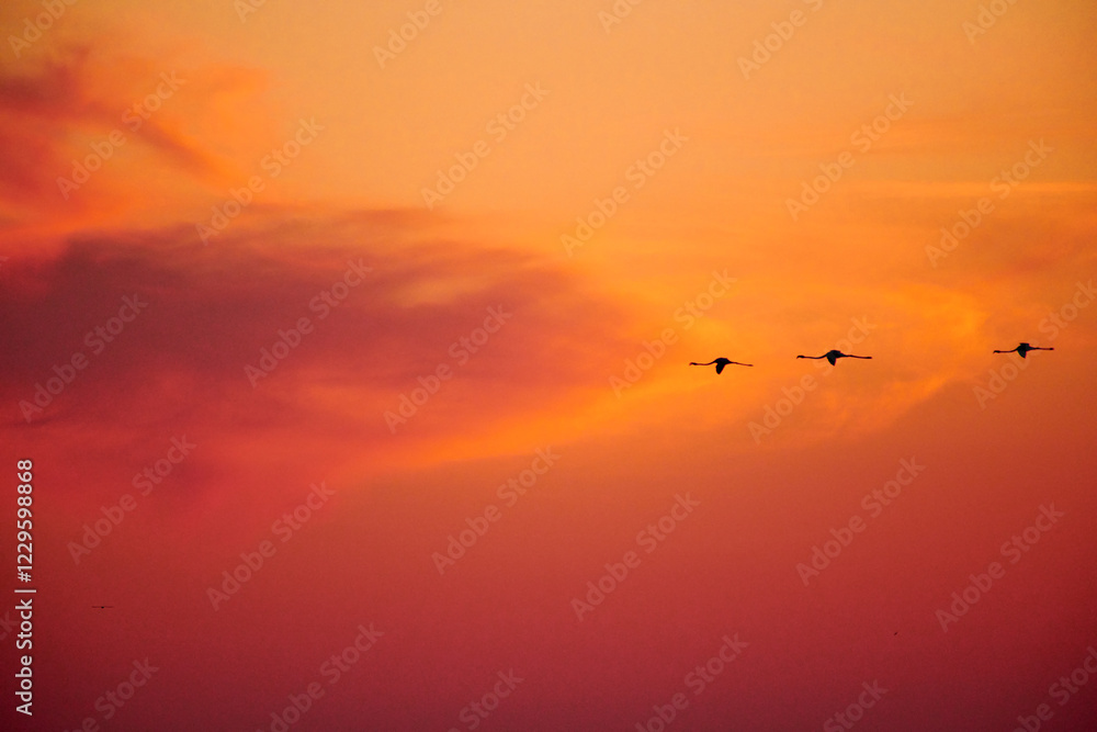 Fototapeta premium Silhouettes of flying flamingos. A flock of flamingos flies against the backdrop of the sunset sky. Kurgalzhinsky reserve.Kazakhstan. Flamingos are a type of wading bird in the family Phoenicopteridae