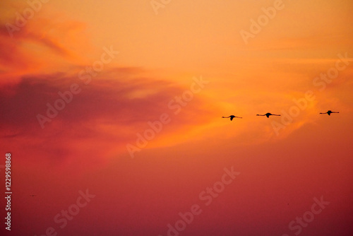 Wallpaper Mural Silhouettes of flying flamingos.
A flock of flamingos flies against the backdrop of the sunset sky.
Kurgalzhinsky reserve.Kazakhstan.
Flamingos are a type of wading bird in the family Phoenicopteridae Torontodigital.ca