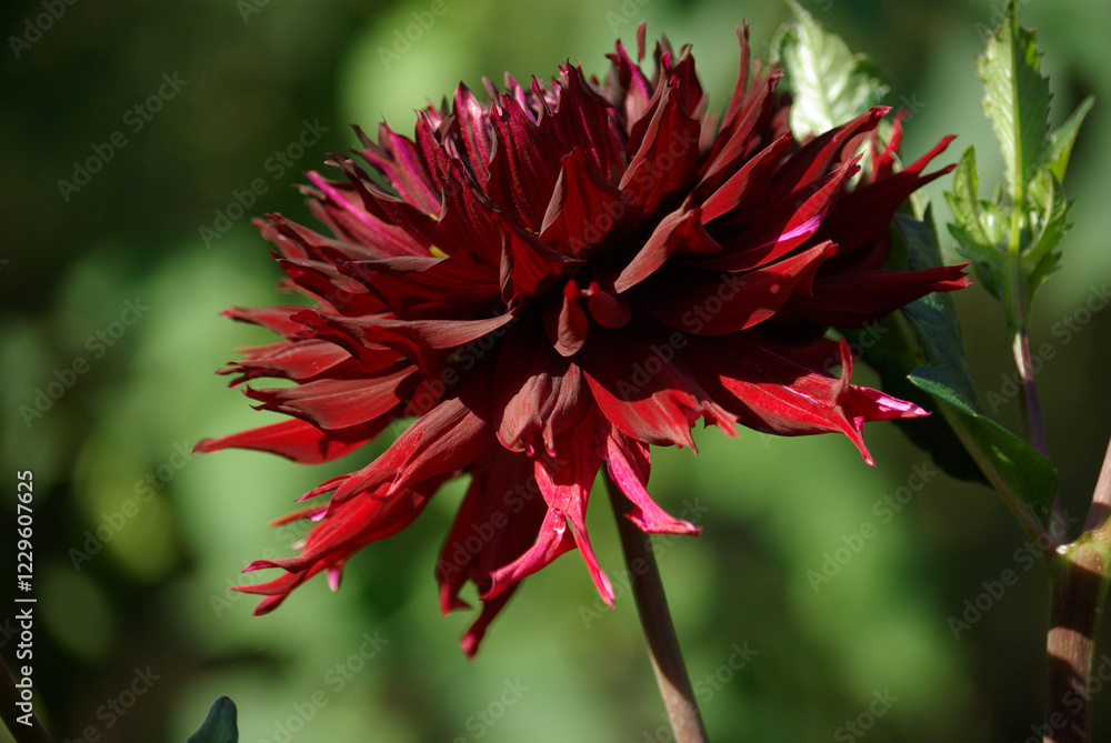 Dahlia cactus pourpre au jardin en été Dahlia cactus pourpre au jardin en été