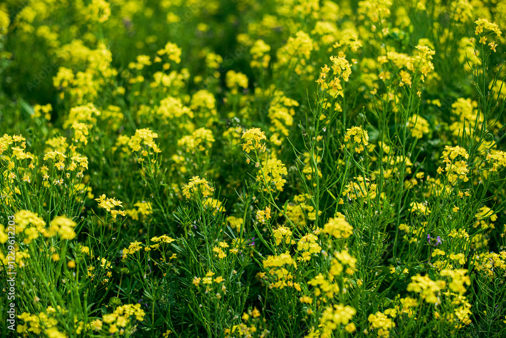 菜の花畑 菜の花畑
