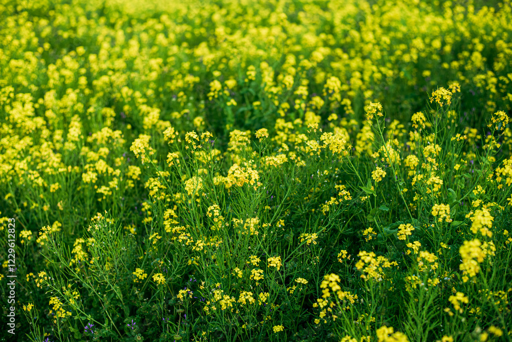 Fototapeta premium 菜の花畑