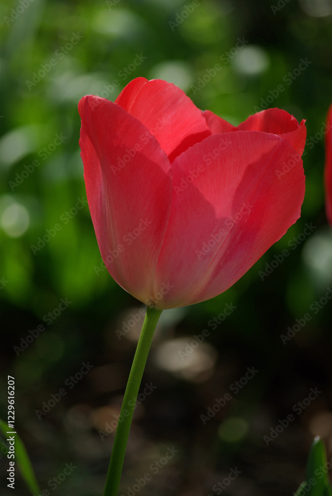 Tulipe rose au jardin au printemps Tulipe rose au jardin au printemps